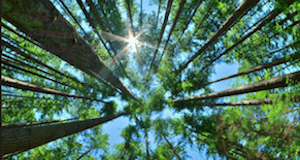 forests and carbon sequestration