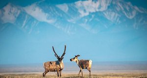 ANWR