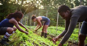 organic food