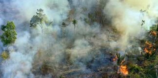amazon rainforest carbon emitter
