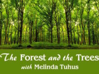 Forest and theTrees800